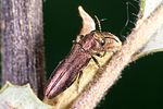 agrilus-hyperici -foto-weidlich